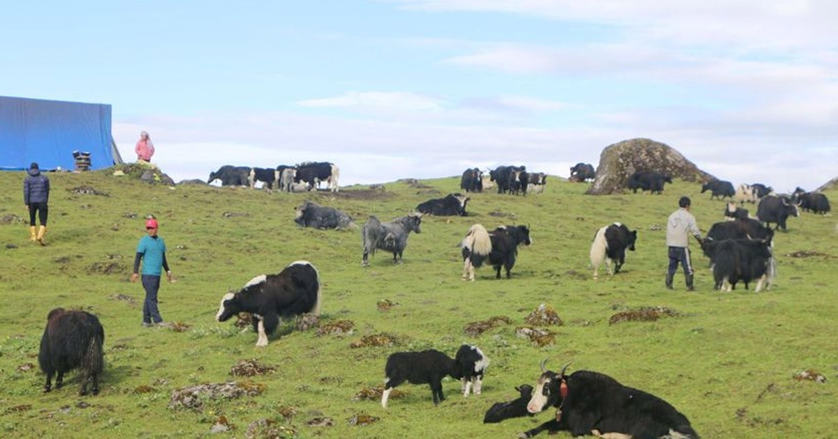 रसुवामा वैशाख १३ देखि १५ सम्म चौँरी महोत्सव